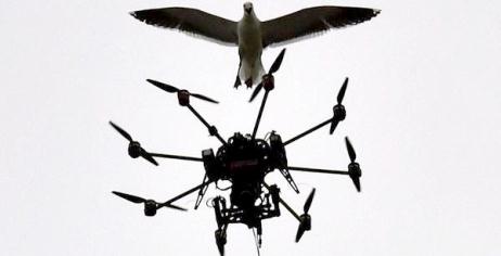 Drone bird EP