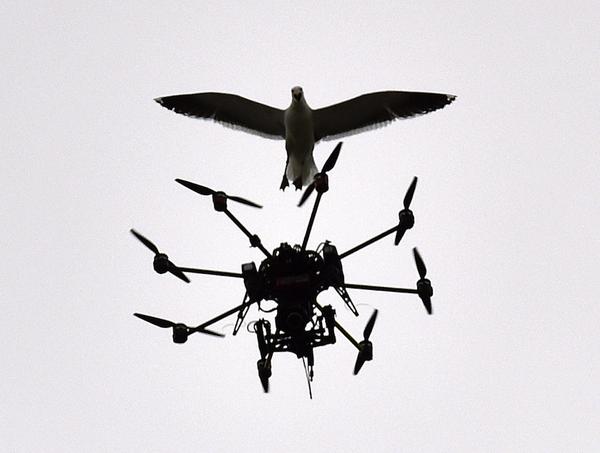 Drone bird