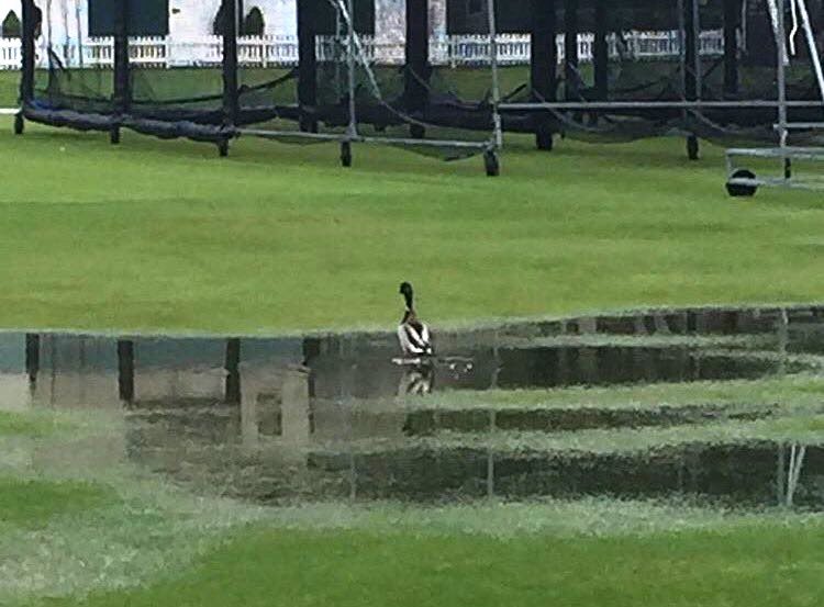 Duck at Lords