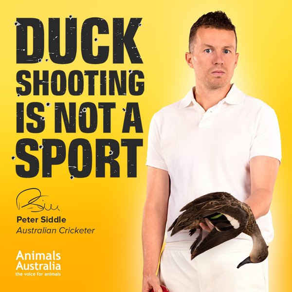 Siddle Ban duck shooting