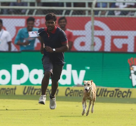 india-cricket-dog