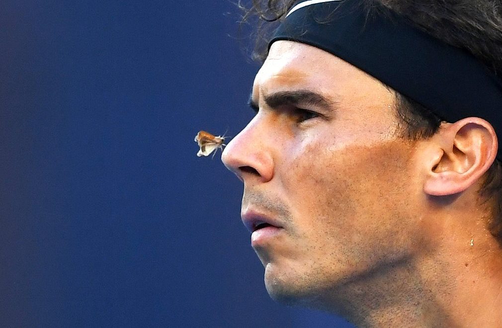 Rafa moth